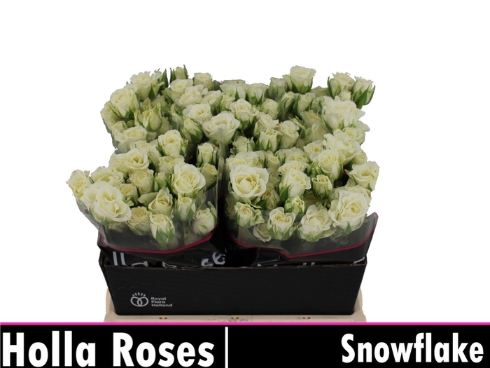 <h4>ROSA TR 'SNOWFLAKE'</h4>