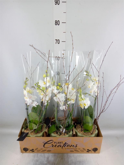 <h4>Arr.  Phalaenopsis H%</h4>