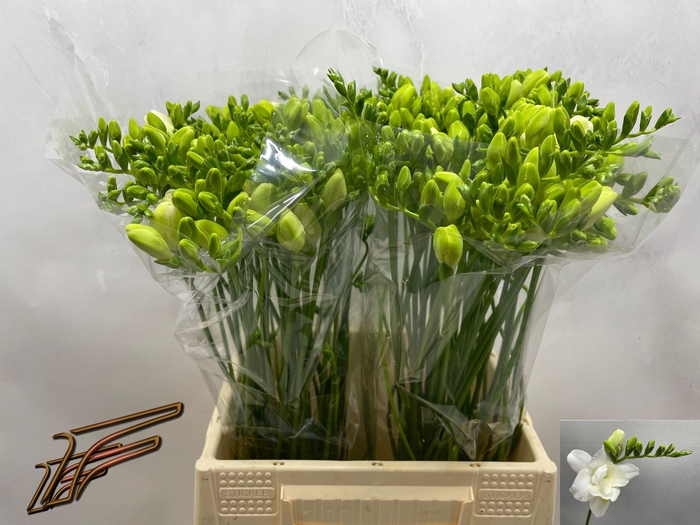 <h4>FR DU VOLANTE</h4>