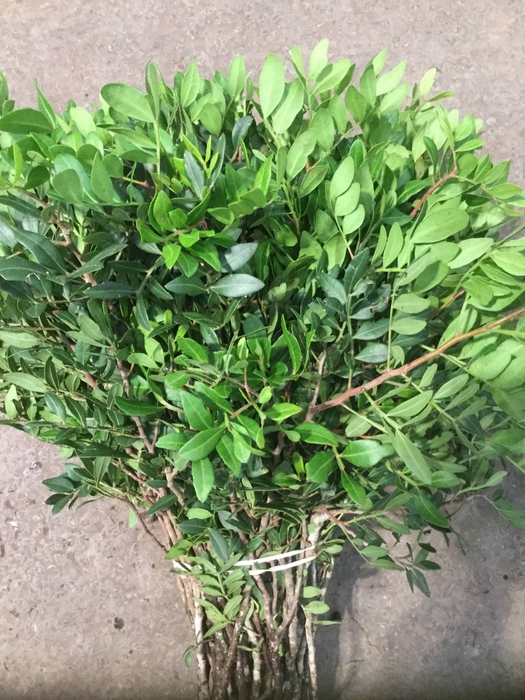 <h4>PISTACIA   ...BLAD  /BOS</h4>