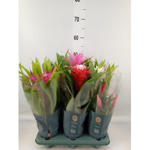 Bromelia   ...mix