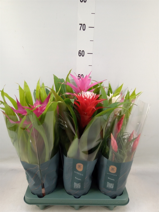 <h4>Bromelia   ...mix</h4>