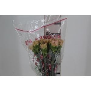 CRAVO LEGE MARRONE 060 CM