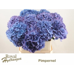 HYDR M CH PIMPERNEL