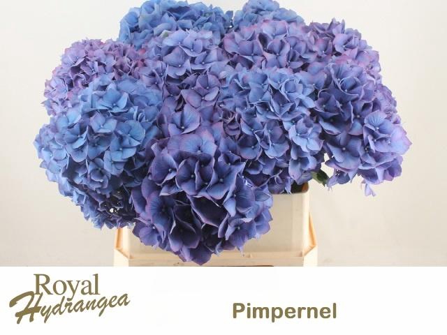 <h4>HYDR M CH PIMPERNEL</h4>
