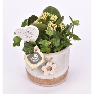 Cement pot met bloem gy 12cm