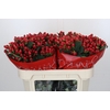 Hypericum True Romance
