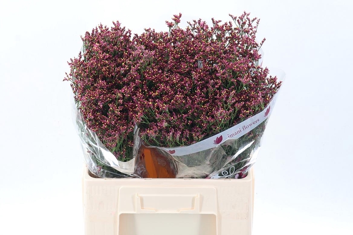 <h4>Lim Sin Scarlet Dia</h4>