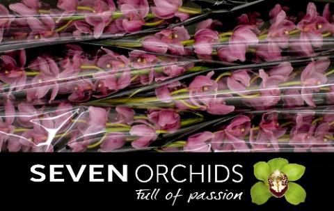 <h4>CYMB T SUMMER HEAT</h4>