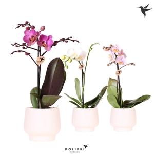 Kolibri Orchids Phalaenopsis mix 1 spike in Scandic pot white