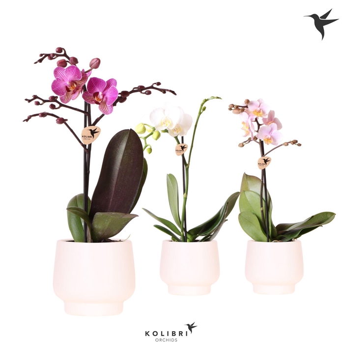 <h4>Kolibri Orchids Phalaenopsis mix 1 spike in Scandic pot white</h4>