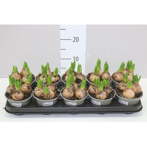 Hyacinthus White Pearl 3pp