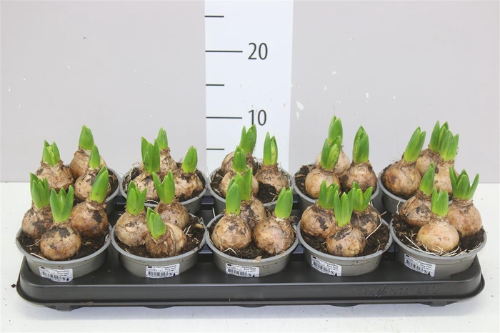 <h4>Hyacinthus White Pearl 3pp</h4>