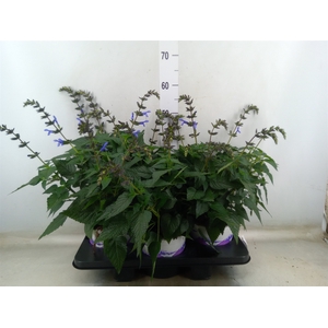Salvia  'Salgoon Lake Como'