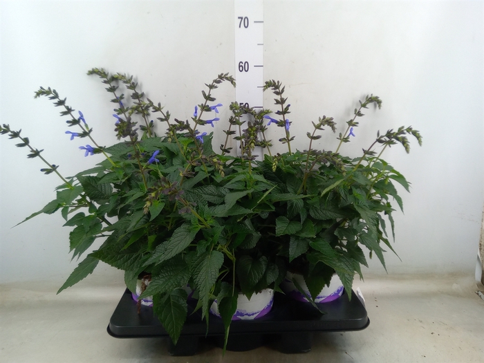 <h4>Salvia  'Salgoon Lake Como'</h4>