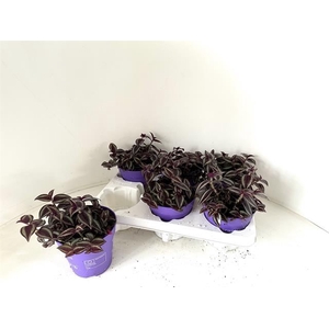 Tradescantia zebrina 'Purpusii'