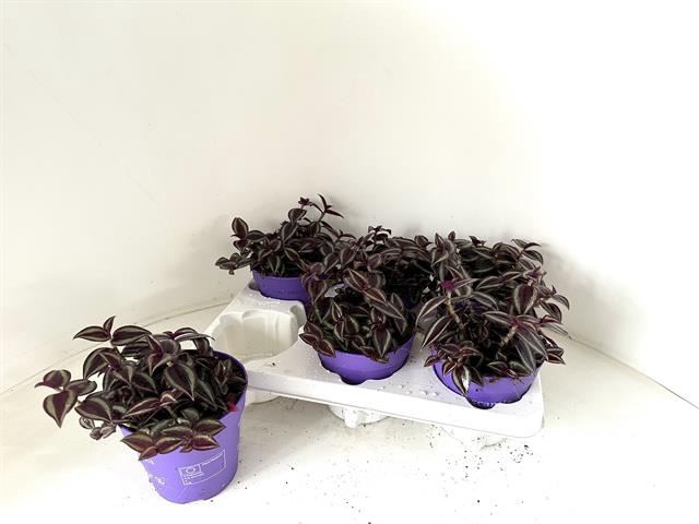 Tradescantia zebrina 'Purpusii'