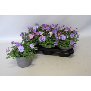 Viola cornuta 13 cm Trio Sky blue, Lavender Pink