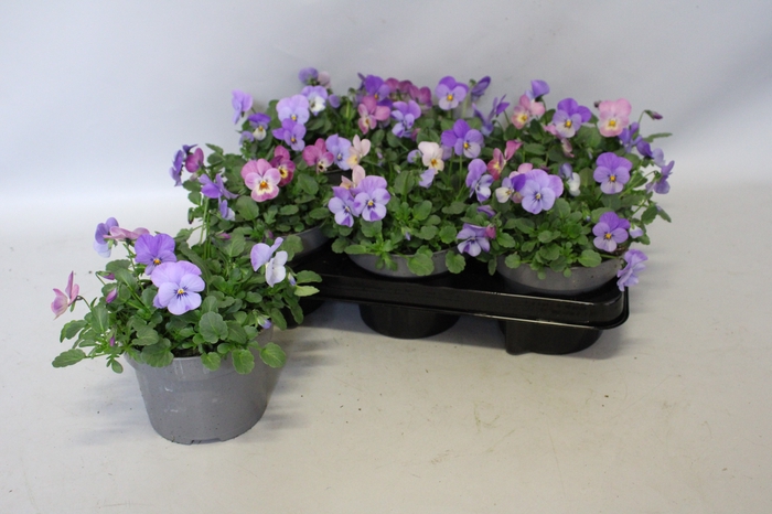 Viola cornuta 13 cm Trio Sky blue, Lavender Pink