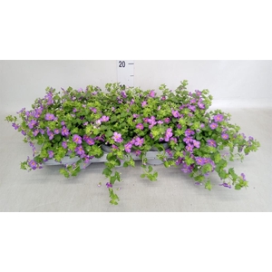 Scaevola aemula 'Blue Fan'