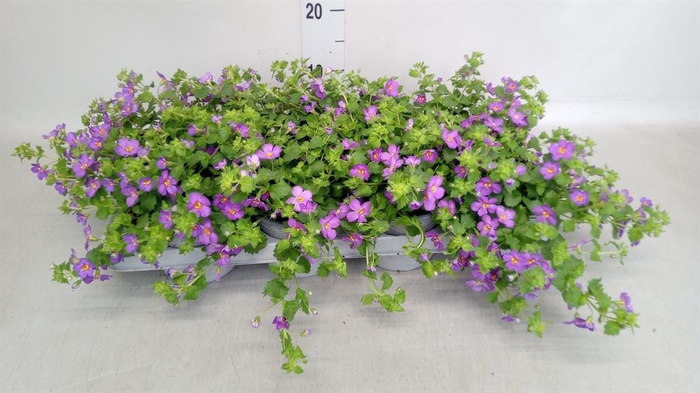 <h4>Scaevola aemula 'Blue Fan'</h4>