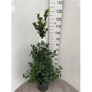 ILEX MESERVEAE