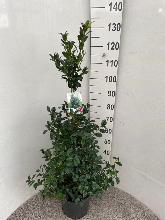 <h4>ILEX MESERVEAE</h4>