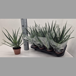 ALOE ARBORESCENS