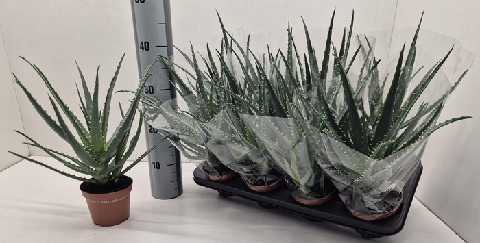 <h4>ALOE ARBORESCENS</h4>