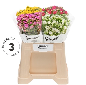 PROMO Kalanchoe gemengd in emmer