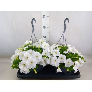 Petunia  'Surfinia White'