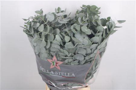 <h4>Euc Cinerea Per Bunch 300 Gram Ex L</h4>