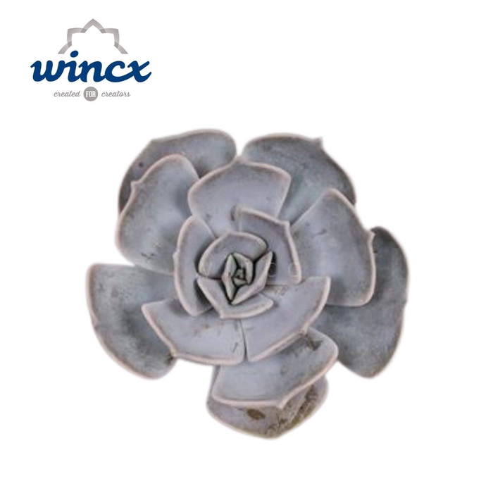 <h4>Echeveria Lilacina Cutflower Wincx-5cm</h4>