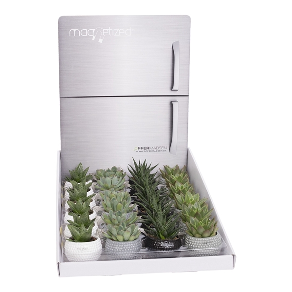 <h4>Magnetized Brisbane in Display with Succulent mix</h4>