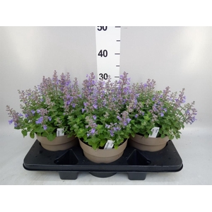 Nepeta  'Cats Pajamas'