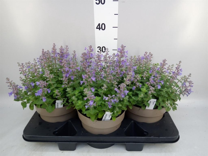 <h4>Nepeta  'Cats Pajamas'</h4>