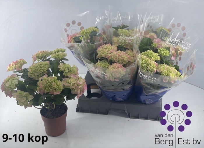 <h4>HYDR M SARENA</h4>