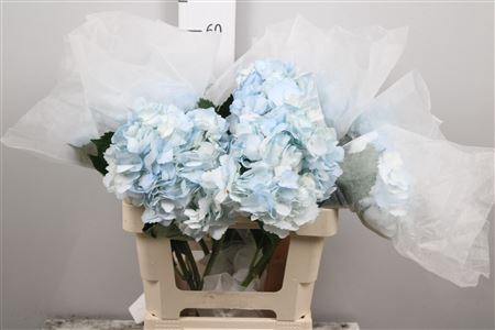 Hydr Premium Light Blue