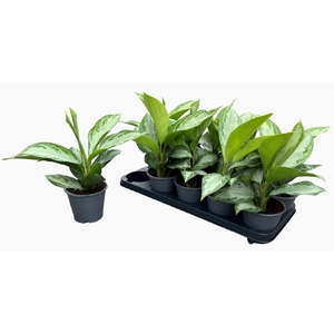 Aglaonema Silver bay 11Ø 30cm 2pp