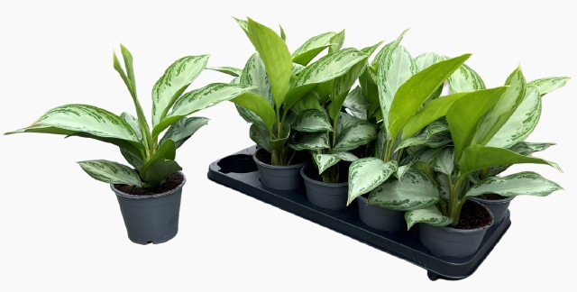 Aglaonema Silver bay 11Ø 30cm 2pp