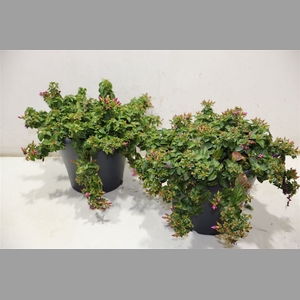 Centradenia Cascade