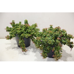 Centradenia Cascade