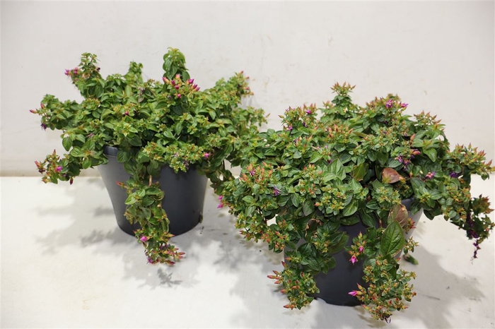 <h4>Centradenia Cascade</h4>