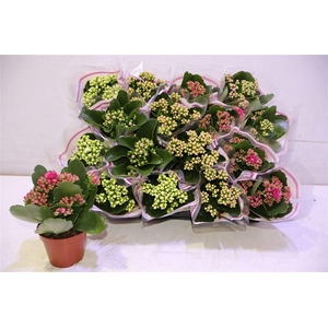 arr8 Kal Ge Gem 5 Kl