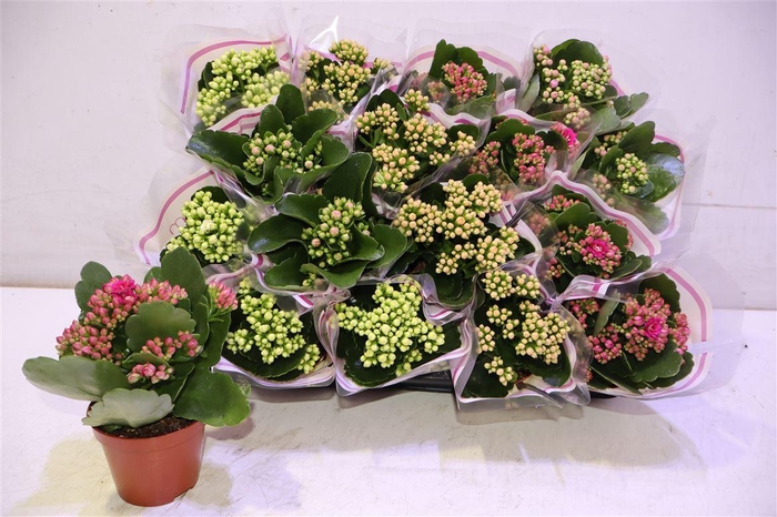 <h4>Kal Ge Gem 5 Kl</h4>