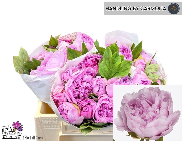 <h4>Paeo Su Gioia Pink</h4>