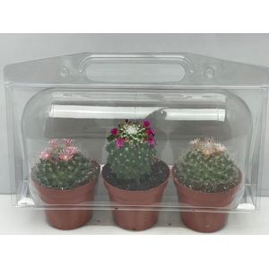CACTUS GEM