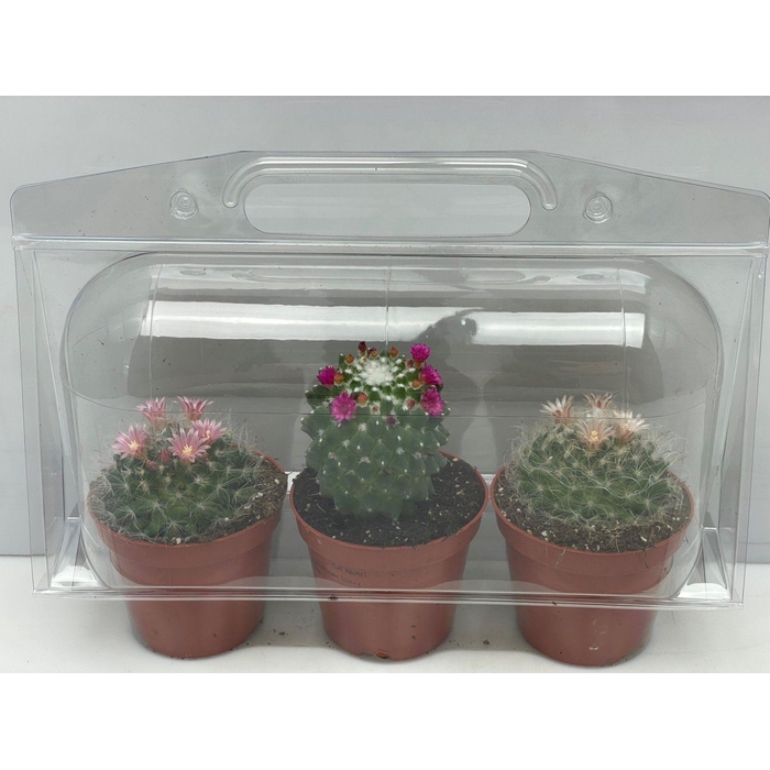 <h4>CACTUS GEM</h4>