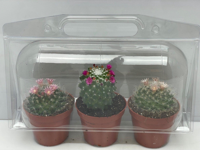 <h4>CACTUS GEM</h4>