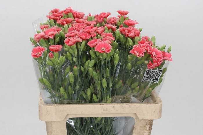 <h4>Dianthus Tr Symply Candy</h4>